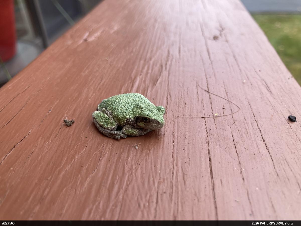 Unknown Gray Treefrog