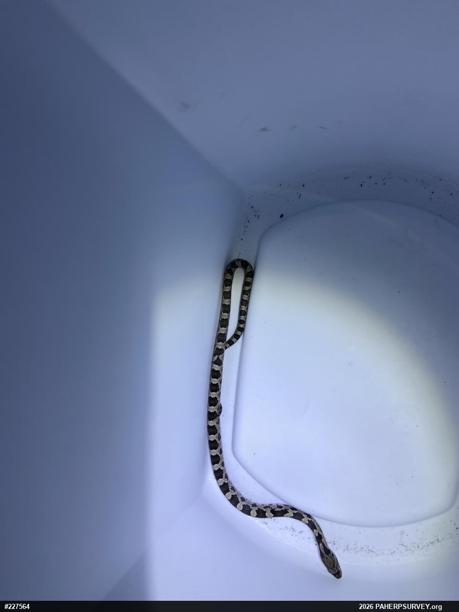 Eastern Ratsnake