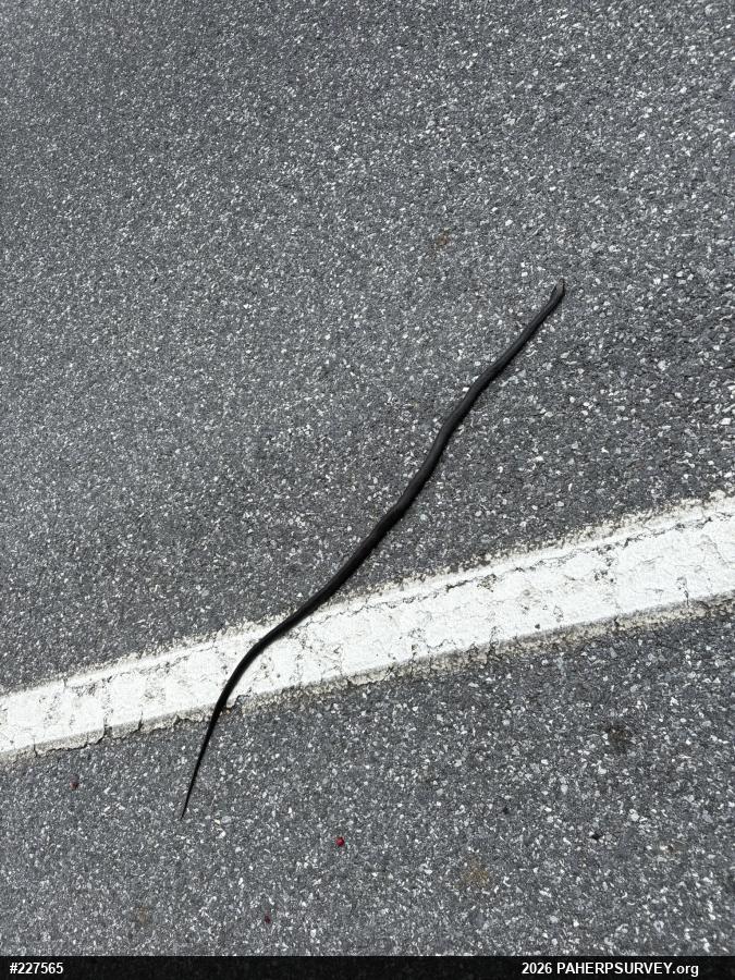 Eastern Ratsnake