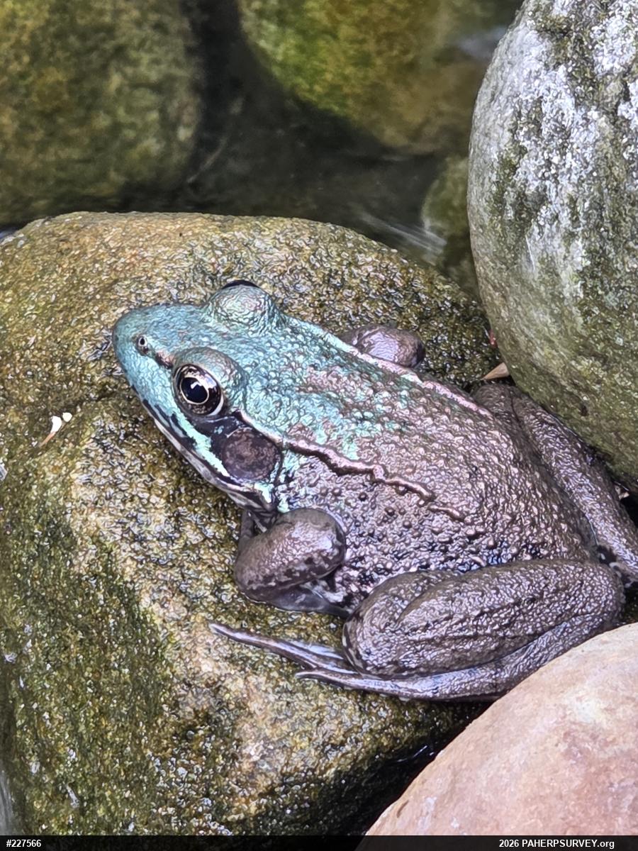 Green Frog