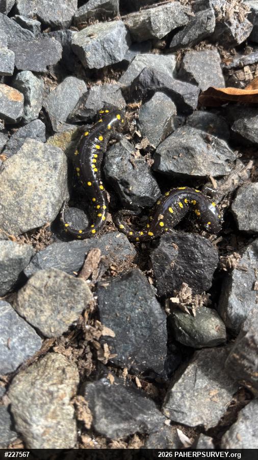 Spotted Salamander