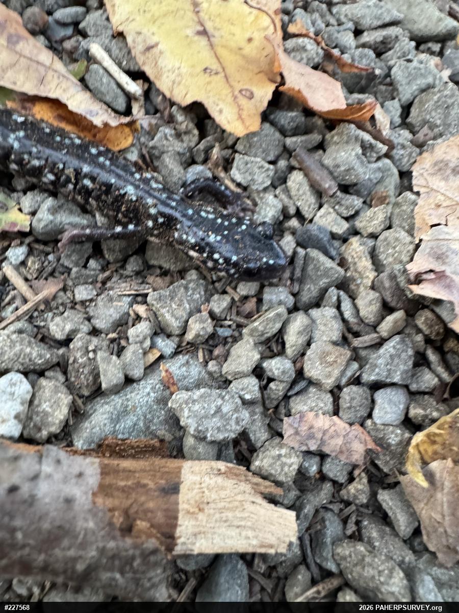 Northern Slimy Salamander