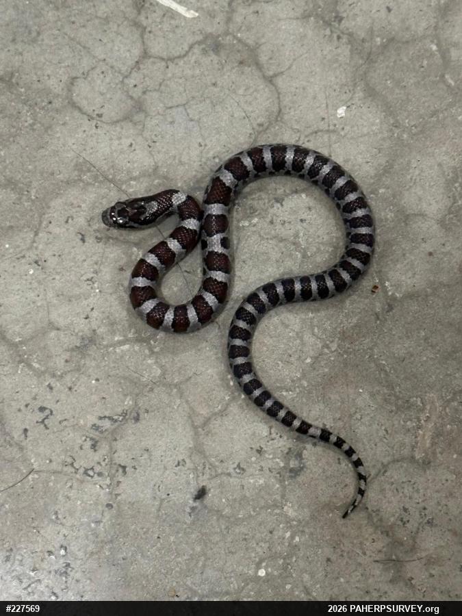 Eastern Milksnake