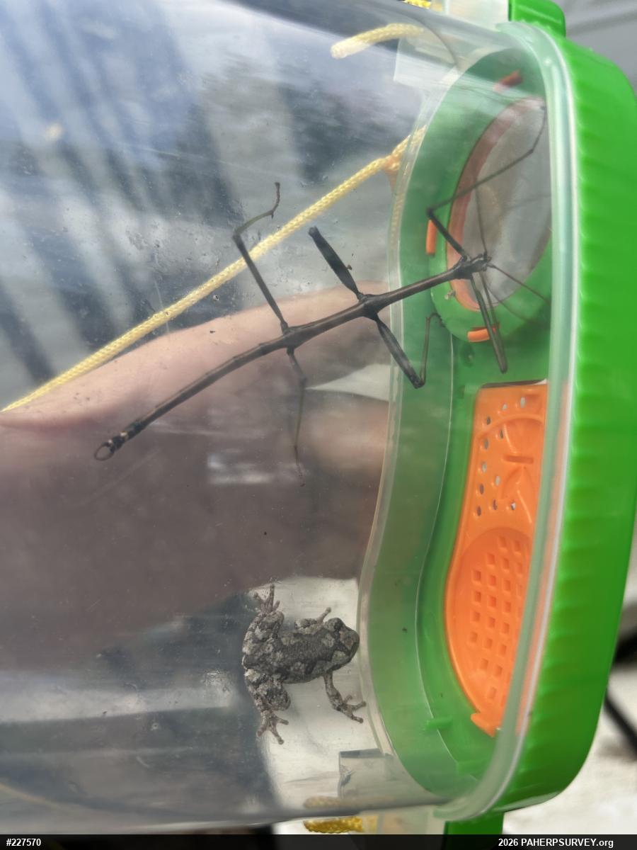 Unknown Gray Treefrog