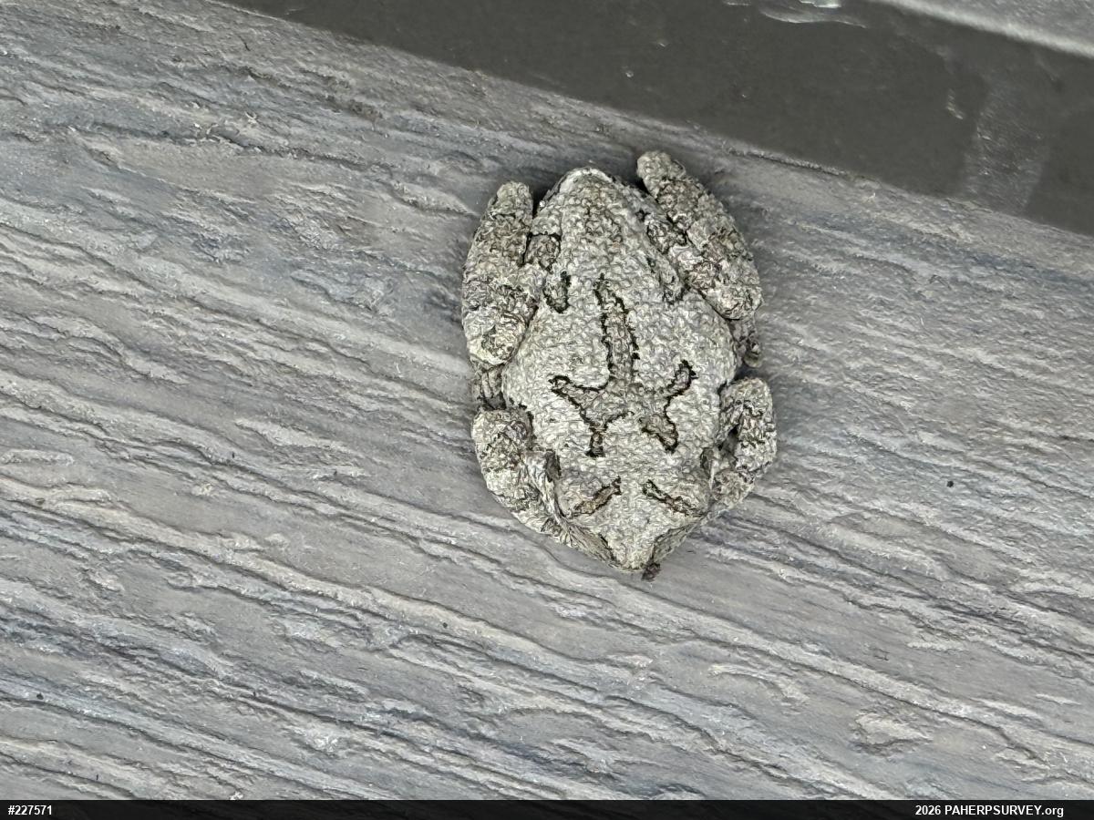 Unknown Gray Treefrog