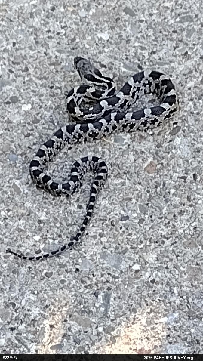Eastern Ratsnake