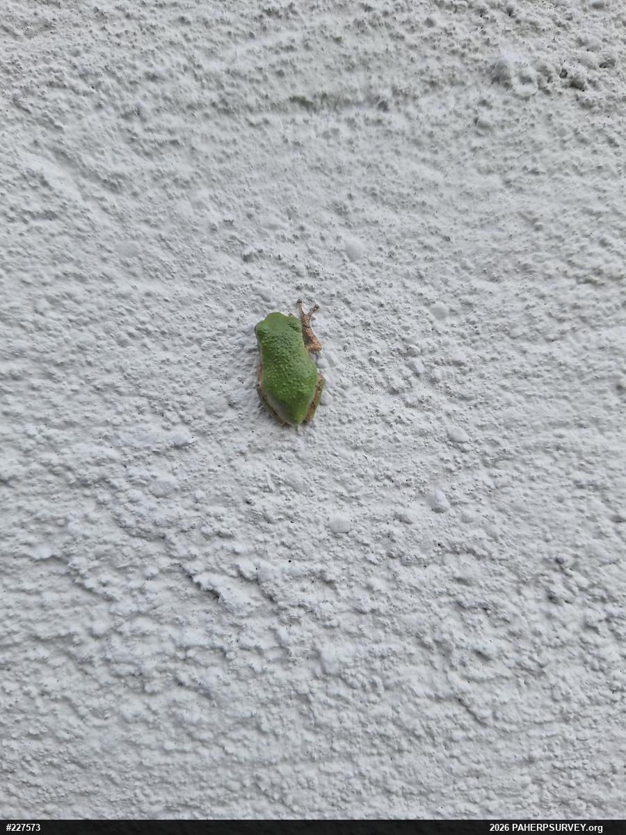 Unknown Gray Treefrog