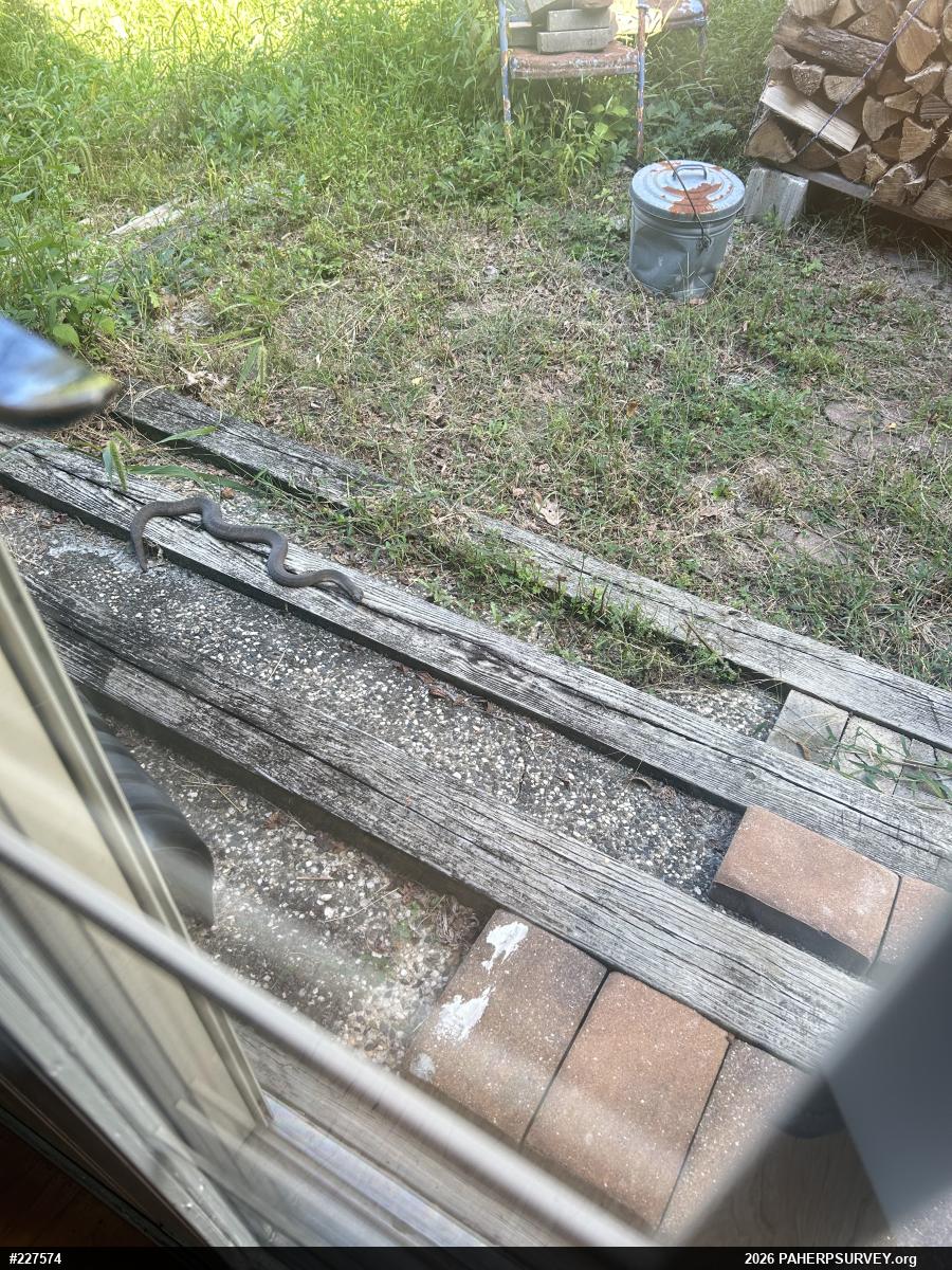 Northern Watersnake