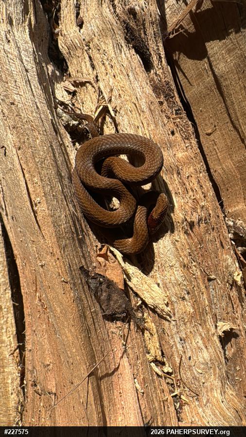 Red-bellied Snake