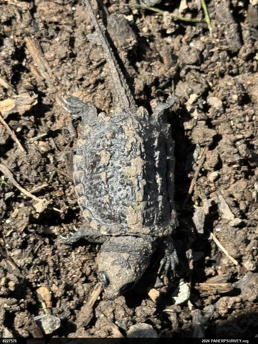 Snapping Turtle