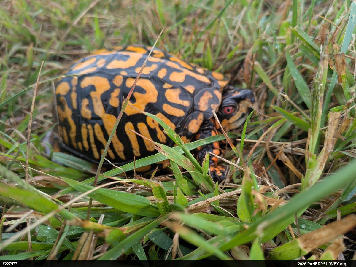 Eastern Box Turtle
