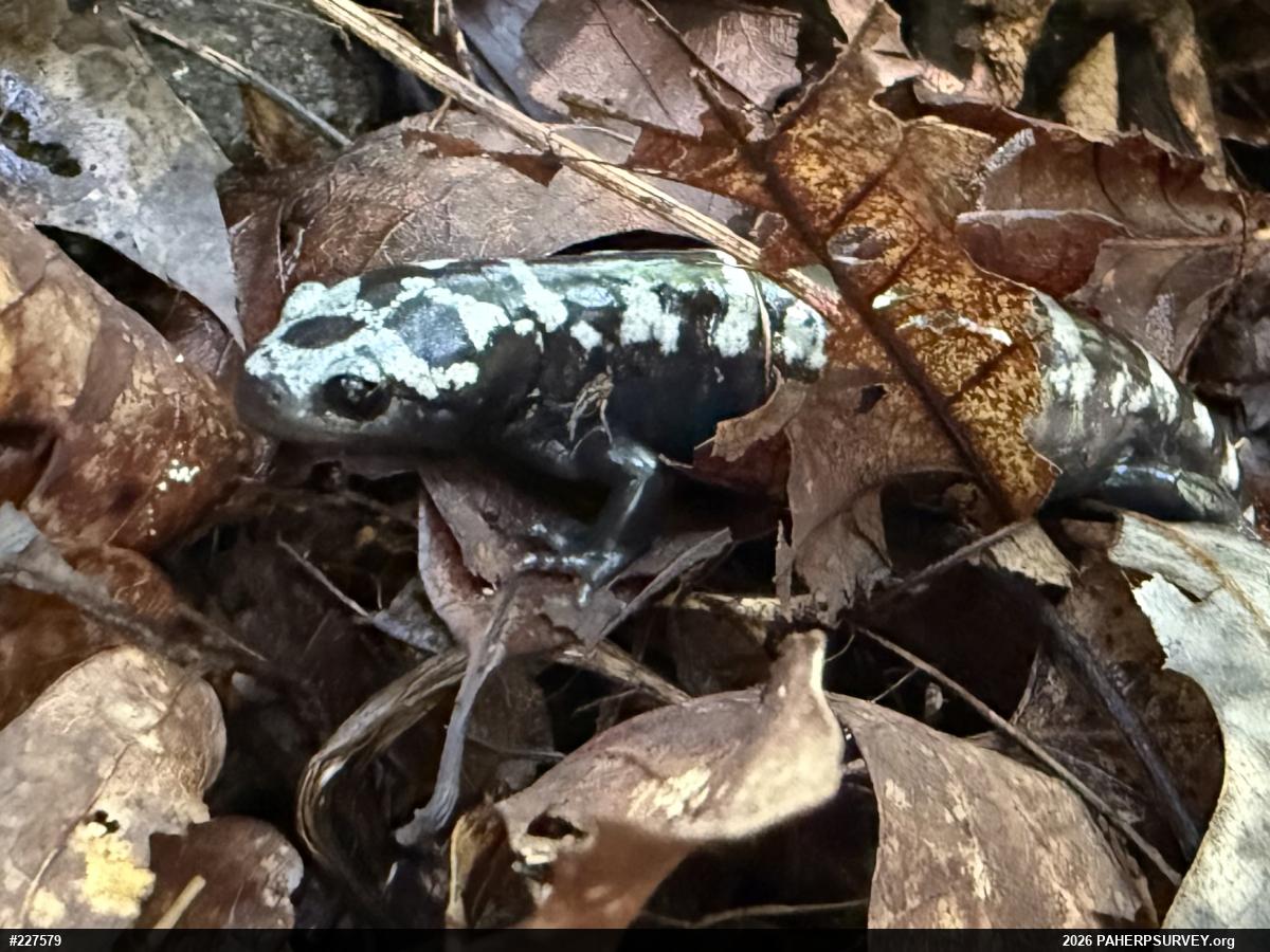 Marbled Salamander