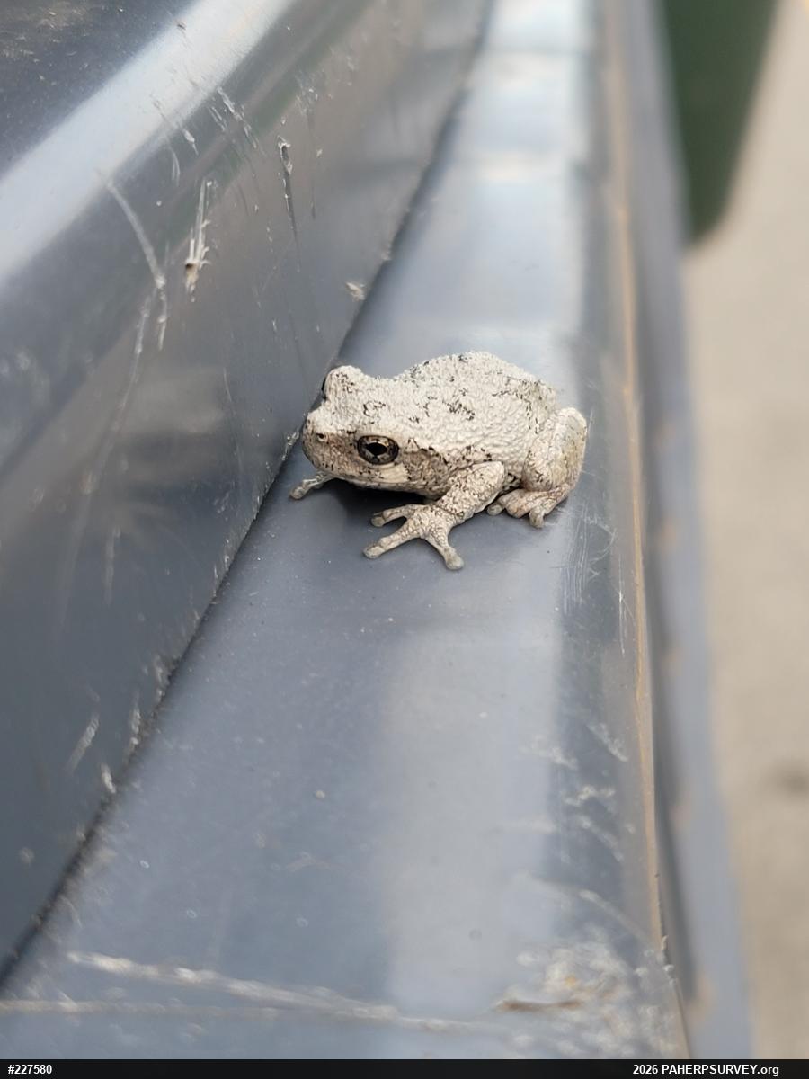 Unknown Gray Treefrog