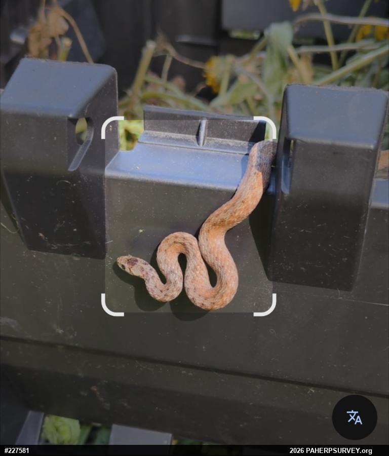 Dekay's Brownsnake