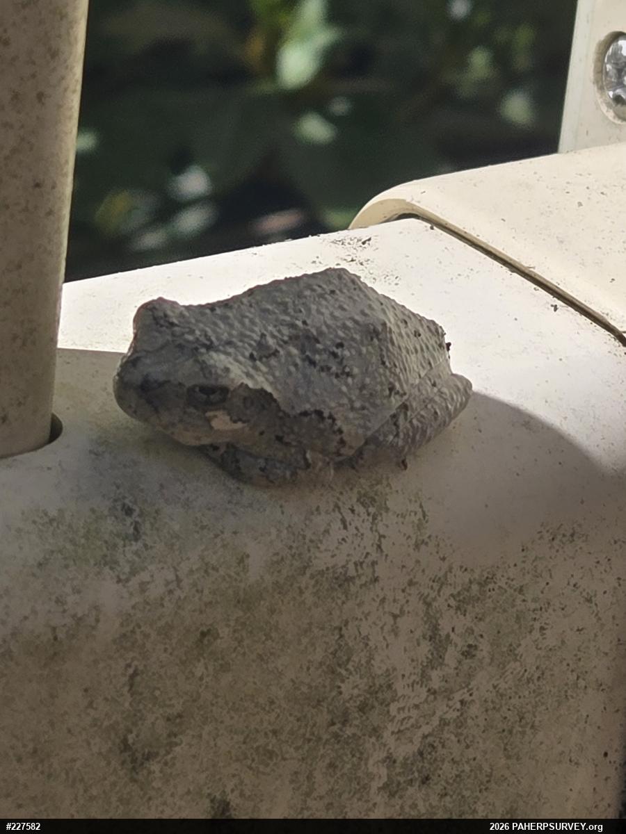 Unknown Gray Treefrog