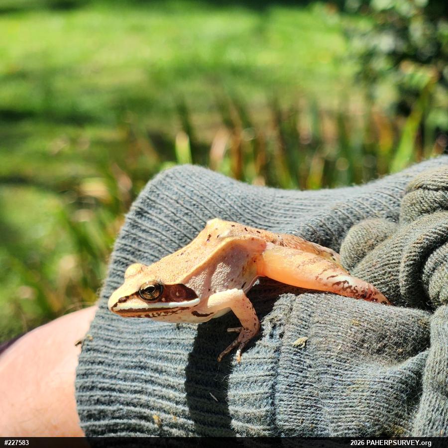 Wood Frog