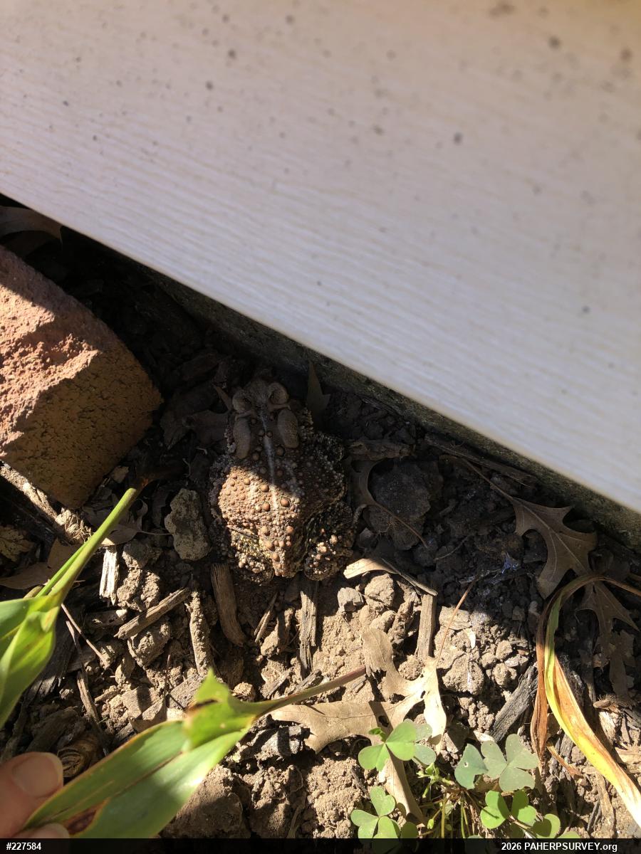 Eastern American Toad