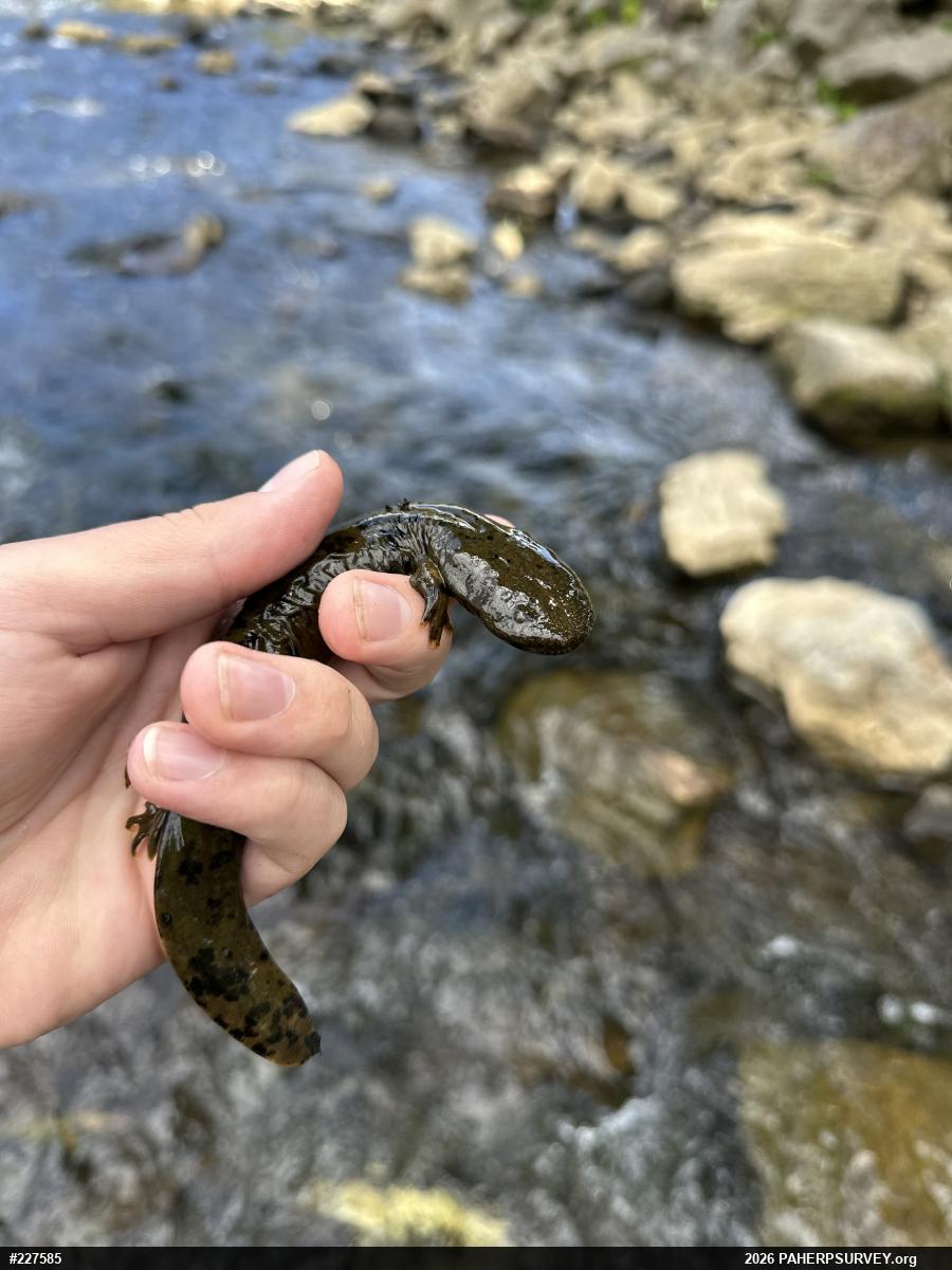 Eastern Hellbender