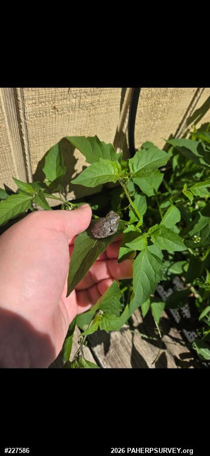 Unknown Gray Treefrog