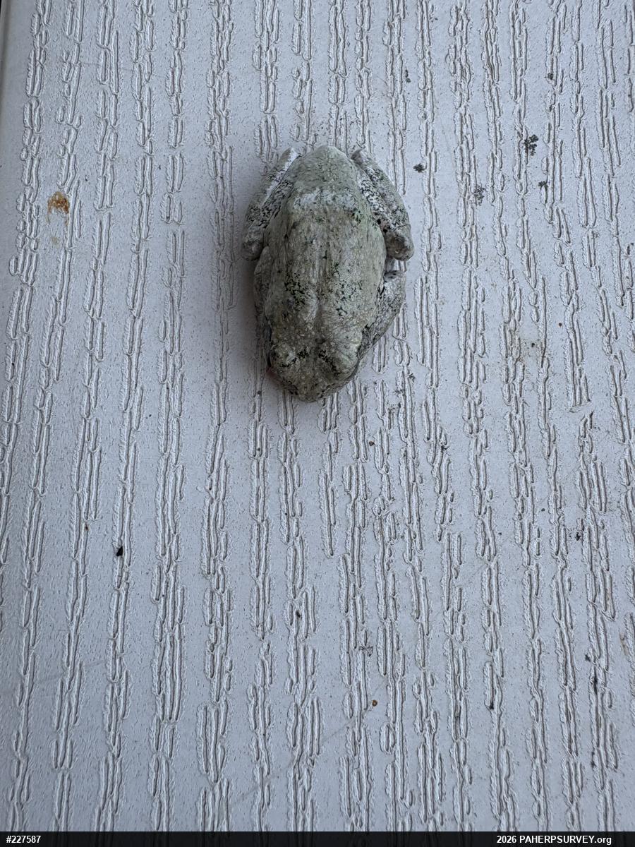 Unknown Gray Treefrog