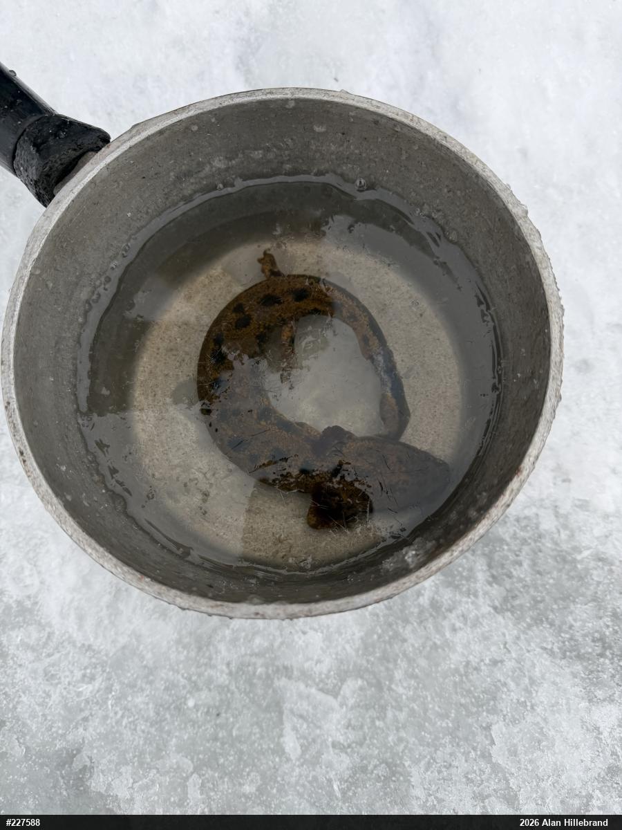 Common Mudpuppy