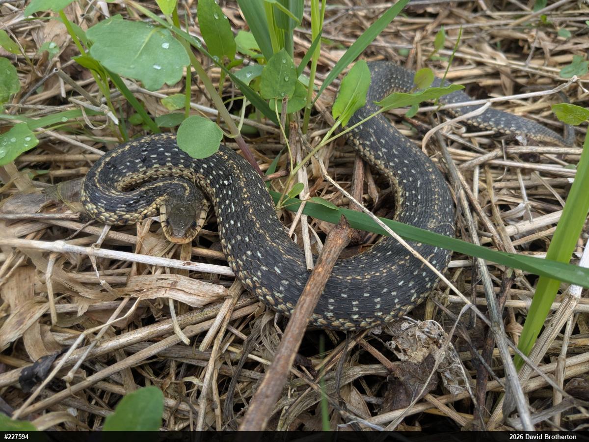 Eastern Gartersnake