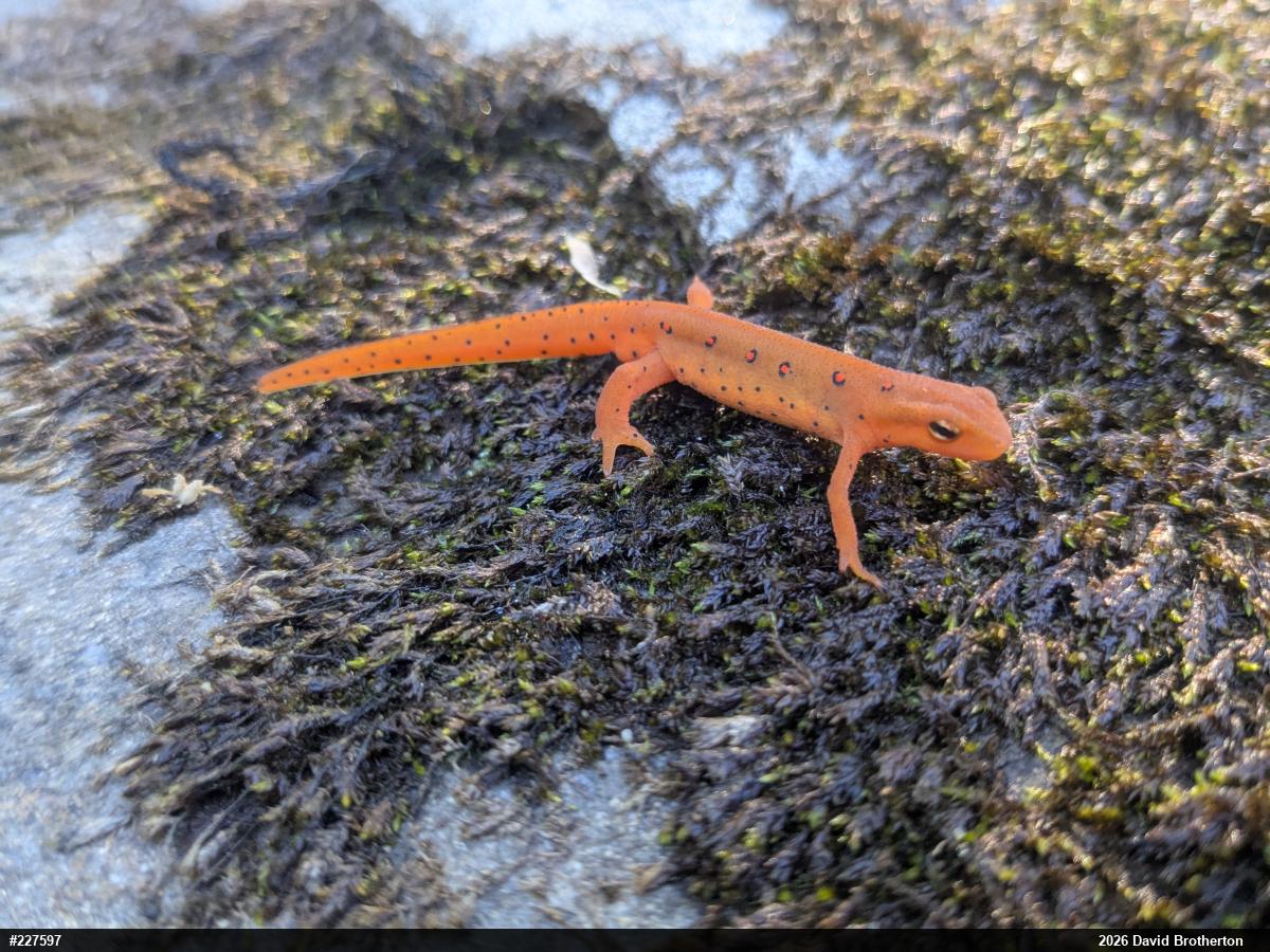 Red-spotted Newt