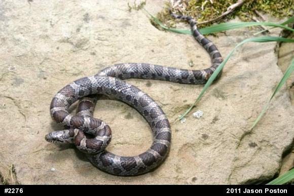 Eastern Milksnake