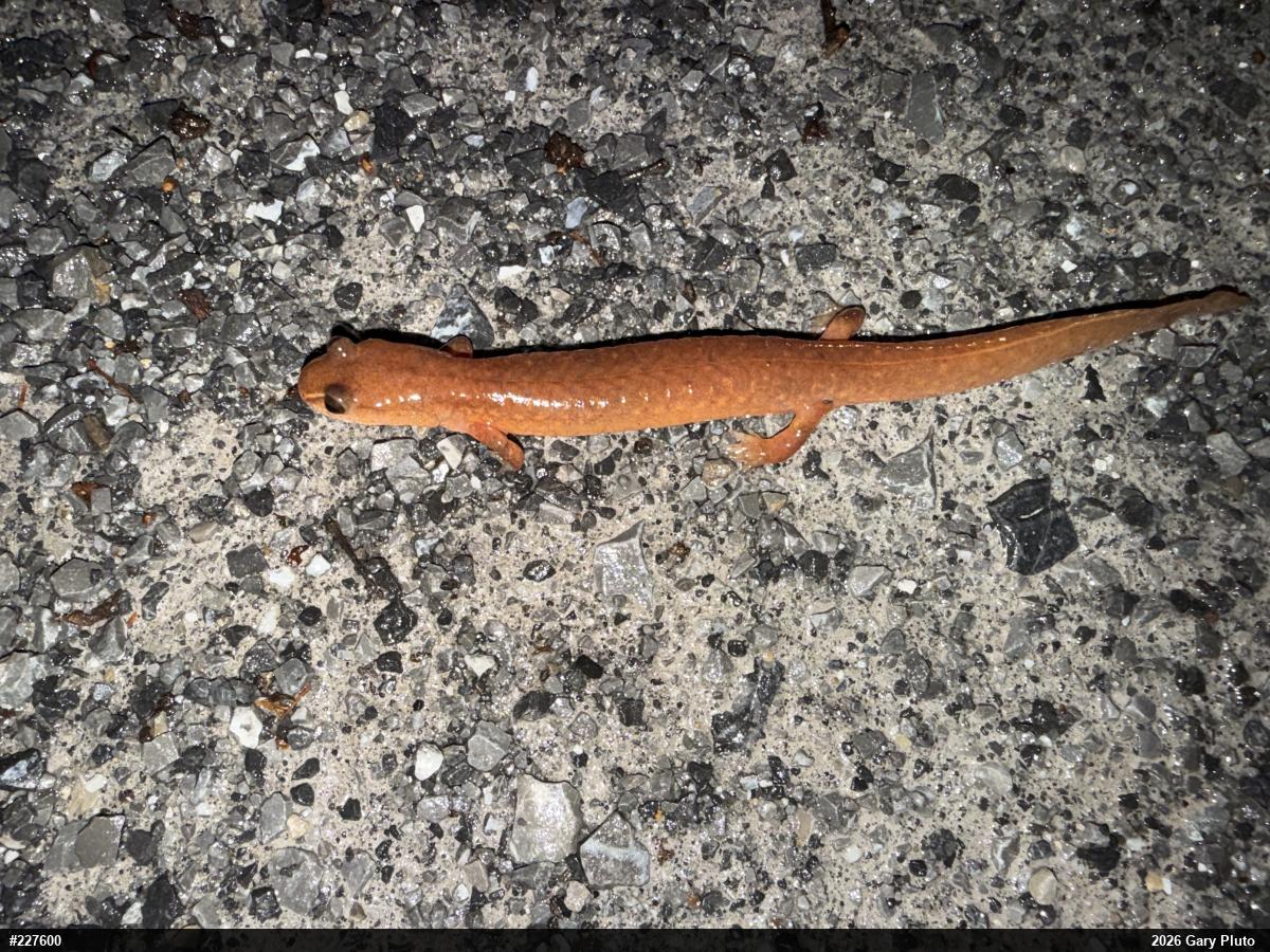 Northern Spring Salamander