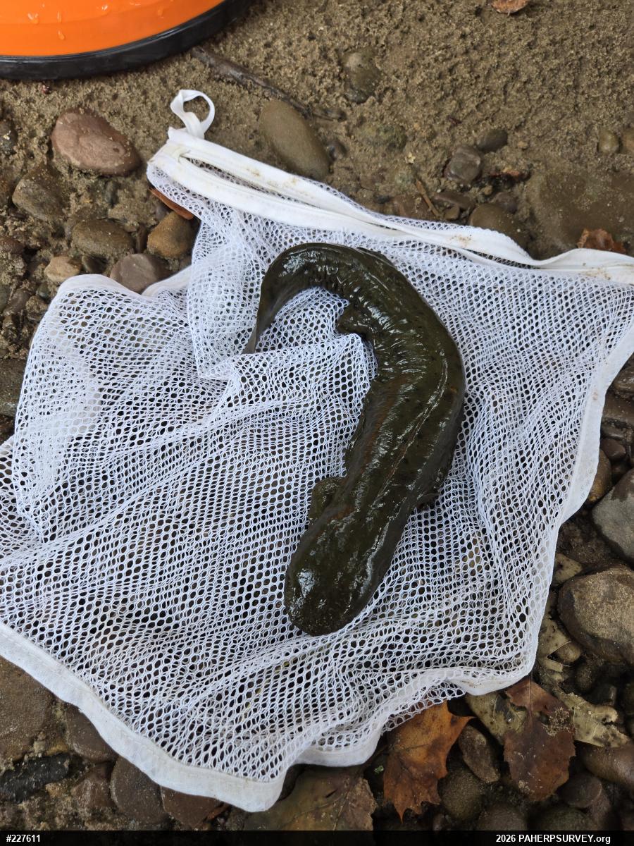 Eastern Hellbender