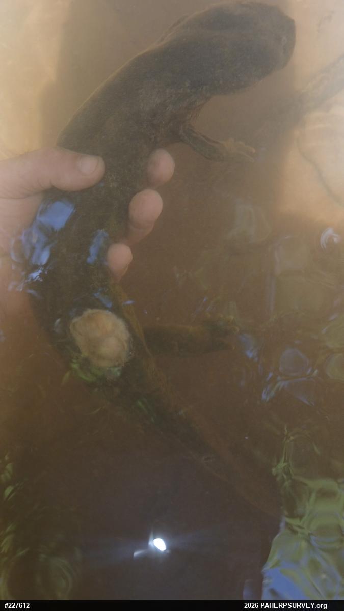 Eastern Hellbender
