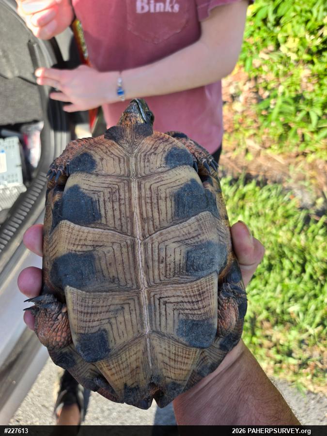 Wood Turtle