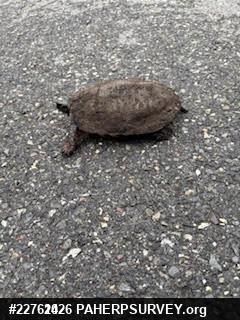 Wood Turtle