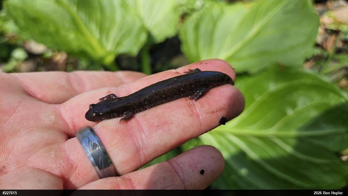 Northern Dusky Salamander