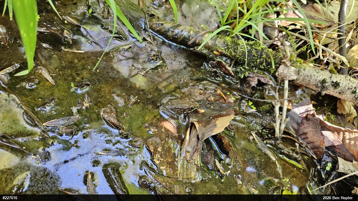 Green Frog