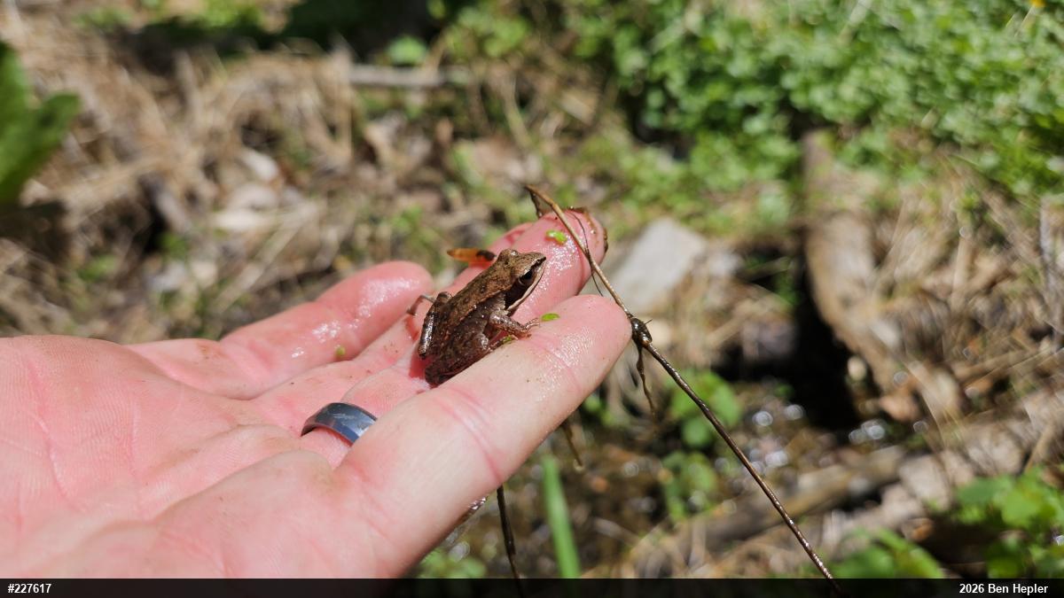 Wood Frog