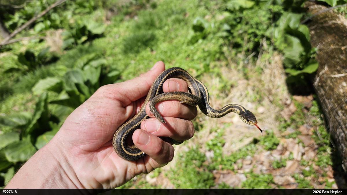 Eastern Gartersnake