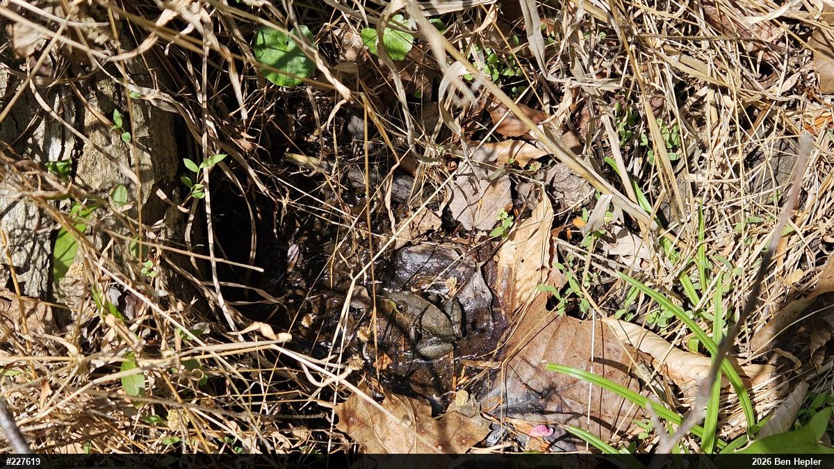 Green Frog