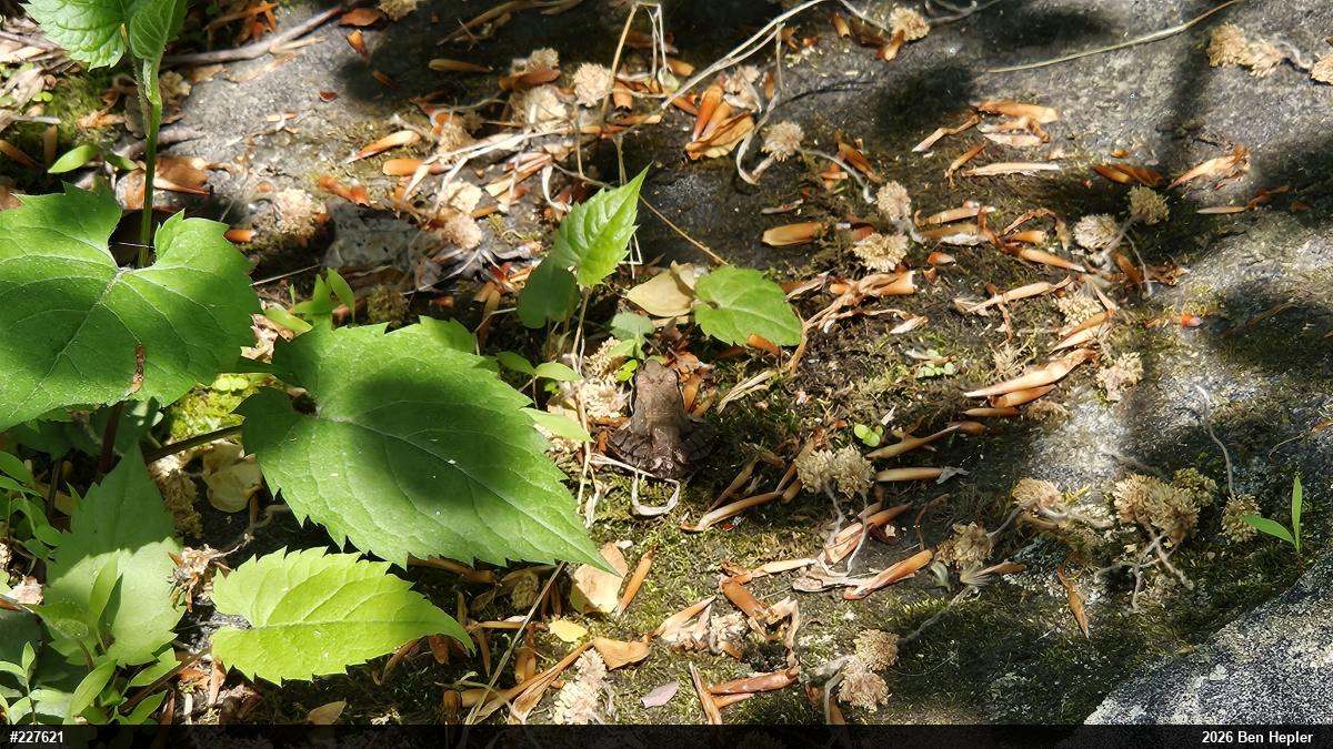 Wood Frog