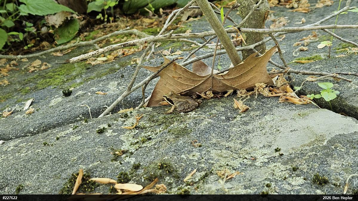 Wood Frog