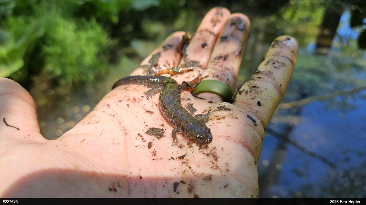 Northern Dusky Salamander