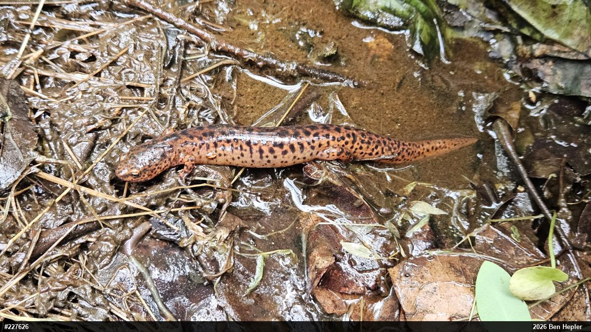 Northern Red Salamander