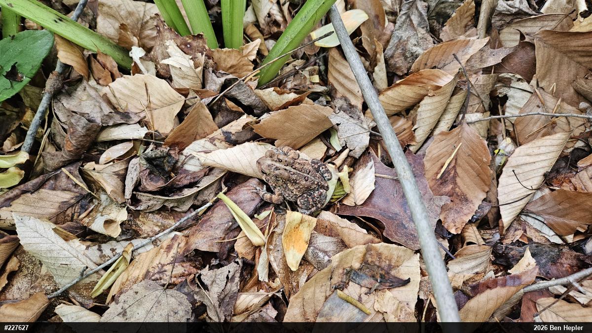 Eastern American Toad