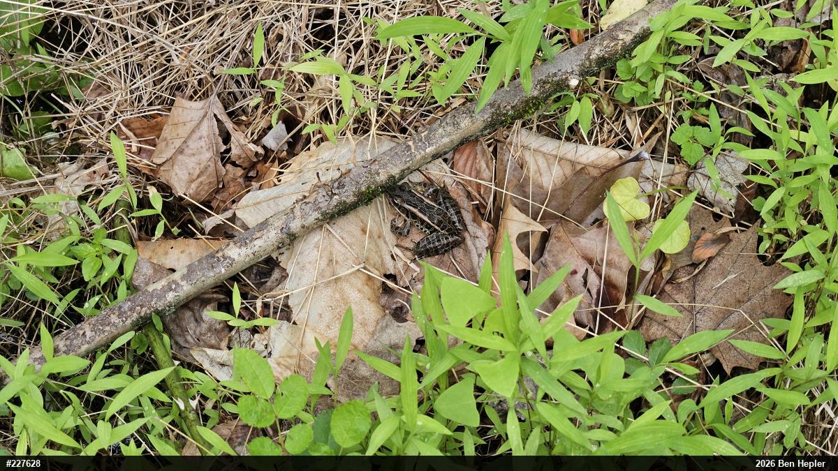 Pickerel Frog