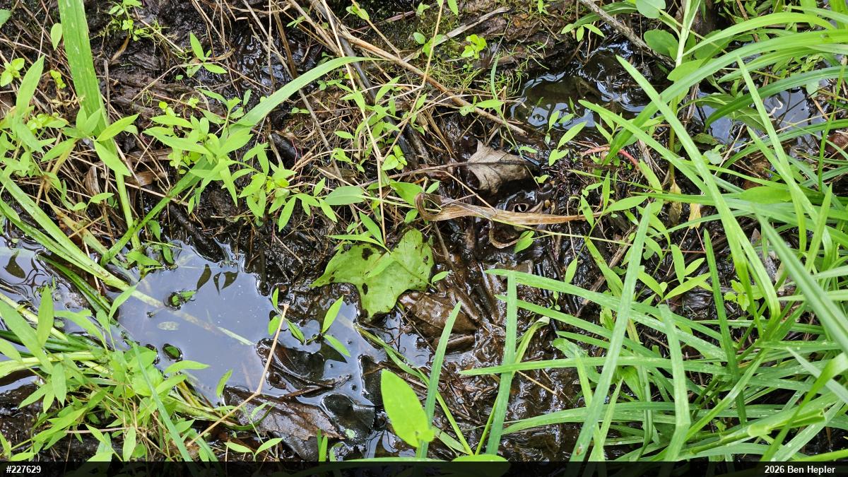 Green Frog