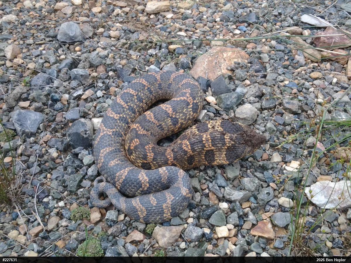 Eastern Hog-nosed Snake