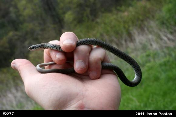 Northern Black Racer