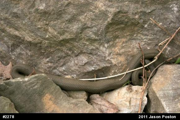 Queensnake