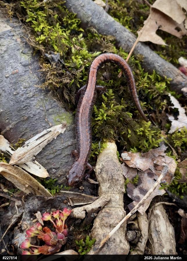 Eastern Red-backed  Salamander