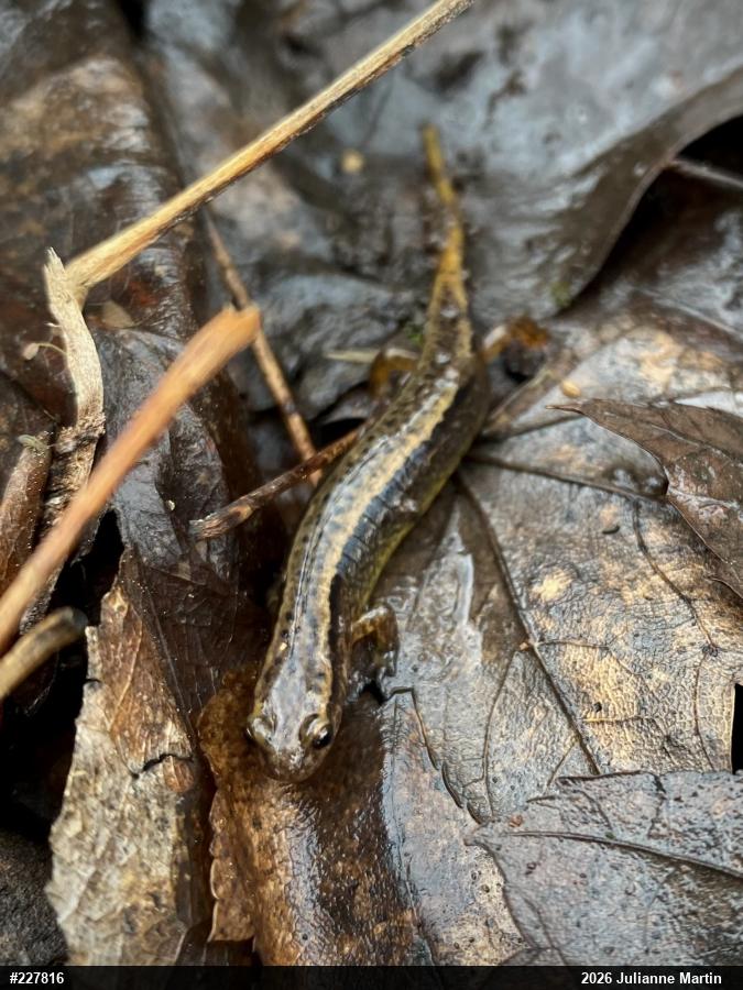 Northern Two-lined Salamander